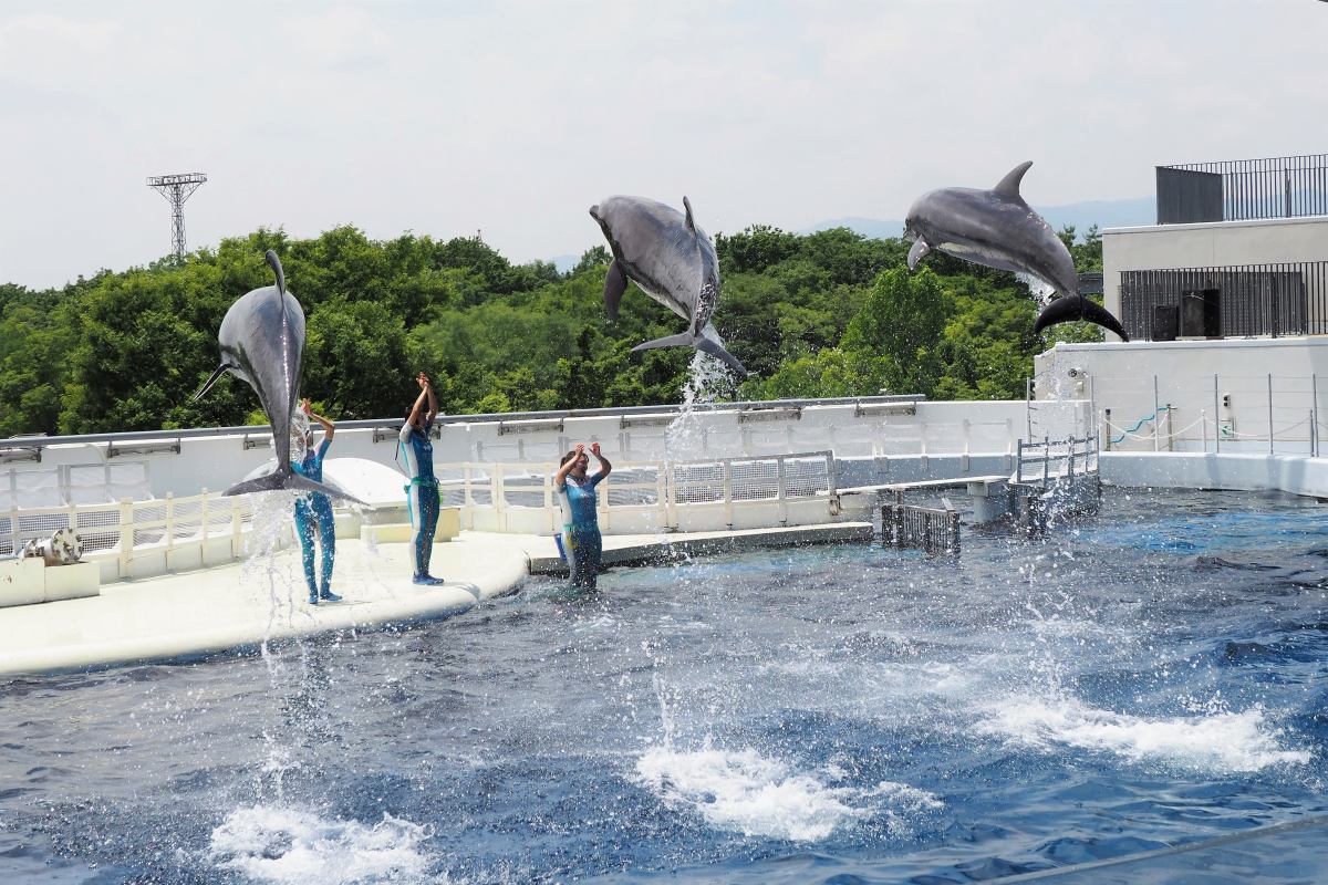 京都水族館 Taro S Photo