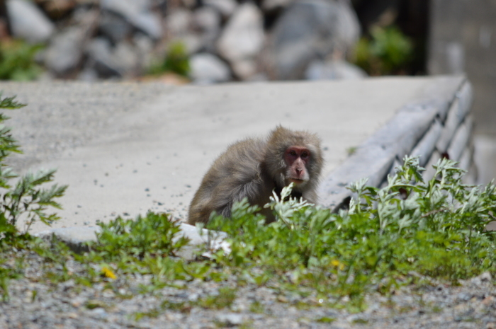 クモマツマキチョウ 5月28日_d0254540_18121140.jpg
