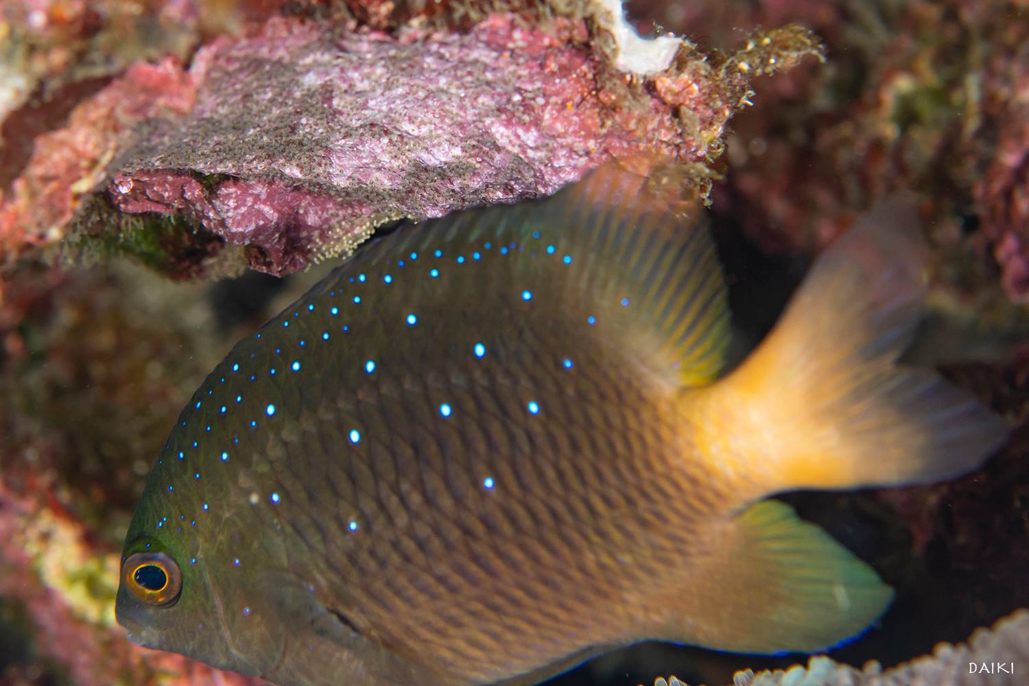 前線通過!とヒレナガスズメ幼魚_b0186442_20132198.jpg