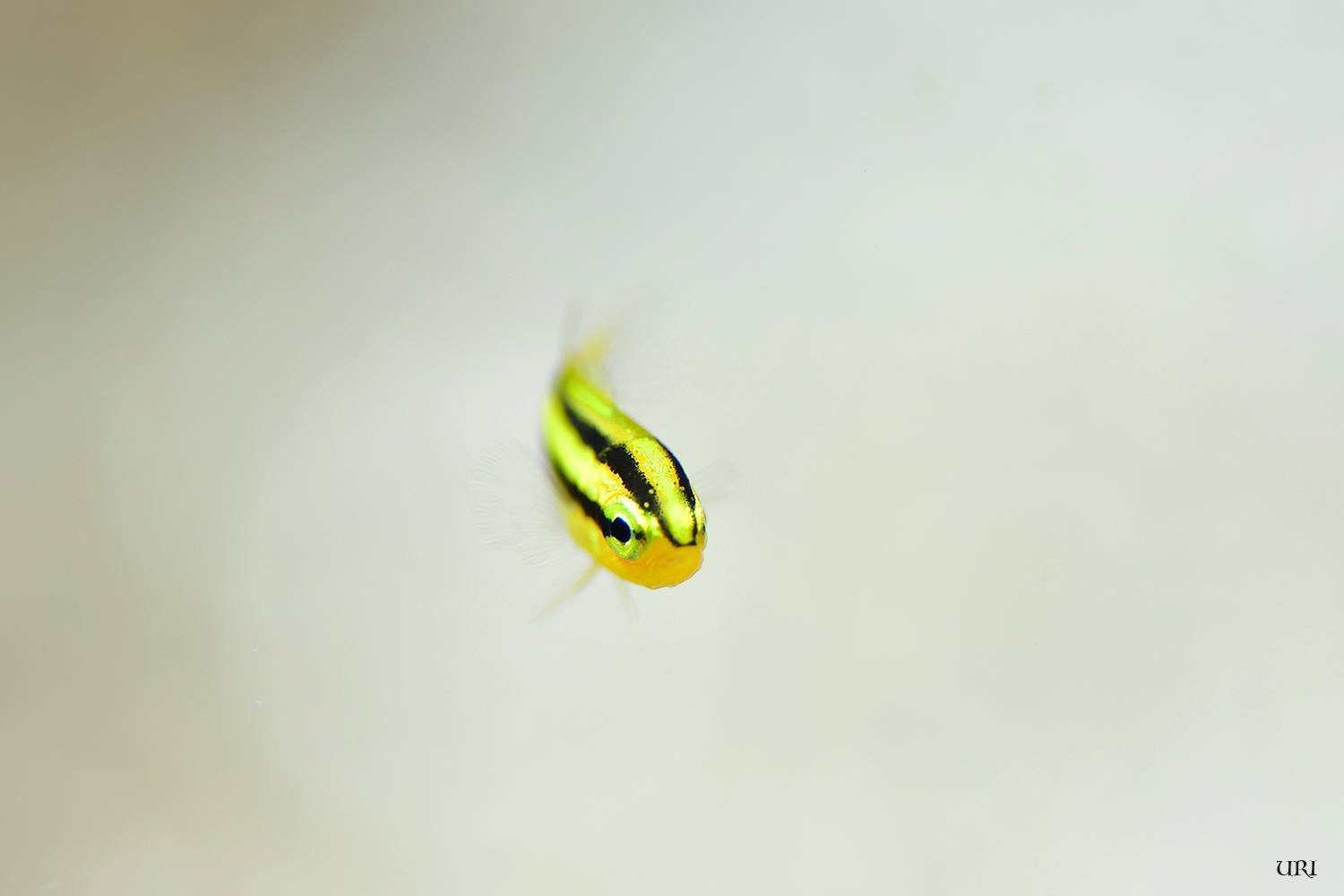 前線通過!とヒレナガスズメ幼魚_b0186442_20132288.jpg