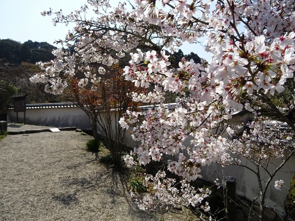 長岳寺の桜_b0299042_20522996.jpg