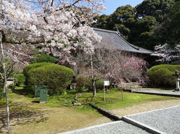 長岳寺の桜_b0299042_20525279.jpg