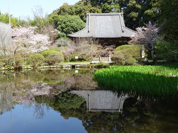 長岳寺の桜_b0299042_20530956.jpg