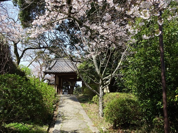 長岳寺の桜_b0299042_20542854.jpg