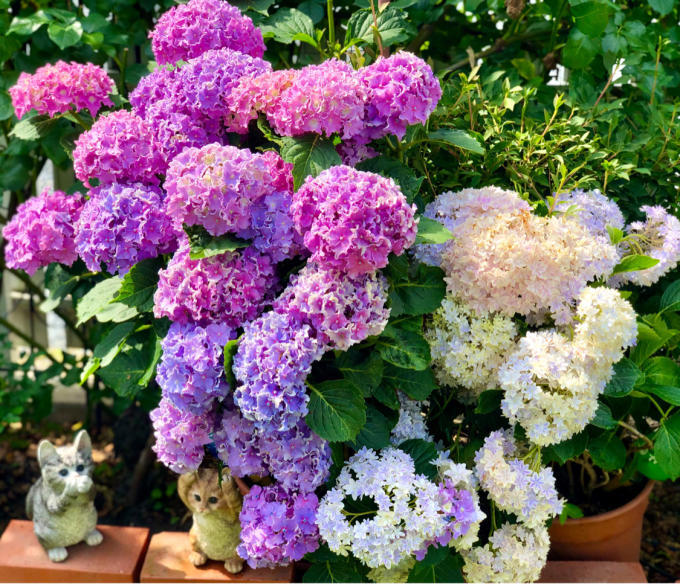 バラから紫陽花へ♡我が家のアジサイ達♫ : 薪割りマコのバラの庭 バラから紫陽花へ♡我が家のアジサイ達♫ : 薪割りマコのバラの庭