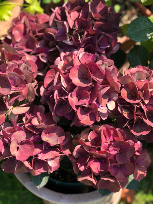 バラから紫陽花へ♡我が家のアジサイ達♫ : 薪割りマコのバラの庭