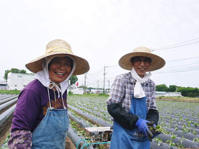 熟成サツマイモ(からいも)令和6年の最終出荷は6月下旬!数量限定販売中!次の収穫へ向け植え付け作業も終了しました!(前編)_a0254656_18133963.jpg
