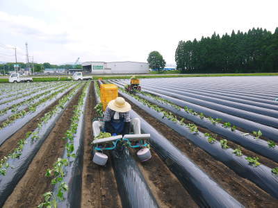 熟成サツマイモ(からいも)令和6年の最終出荷は6月下旬!数量限定販売中!次の収穫へ向け植え付け作業も終了しました!(前編)_a0254656_18225363.jpg