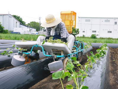 熟成サツマイモ(からいも)令和6年の最終出荷は6月下旬!数量限定販売中!次の収穫へ向け植え付け作業も終了しました!(前編)_a0254656_18241356.jpg