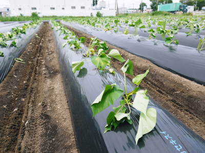 熟成サツマイモ(からいも)令和6年の最終出荷は6月下旬!数量限定販売中!次の収穫へ向け植え付け作業も終了しました!(前編)_a0254656_18533632.jpg