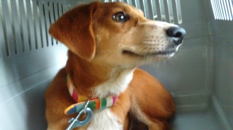 動のビビリの娘犬ちゃん、本日お引越しです!_c0372561_00130380.jpg