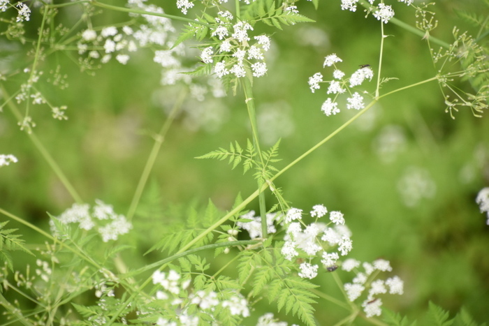 シャク（ヤマニンジン） : 奥只見・銀山平で見られる山野草