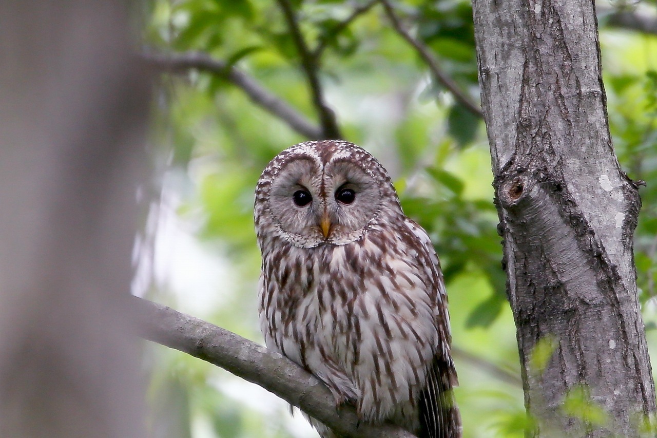 可愛いフクロウ幼鳥ー４ ｔ ｈの野鳥写真