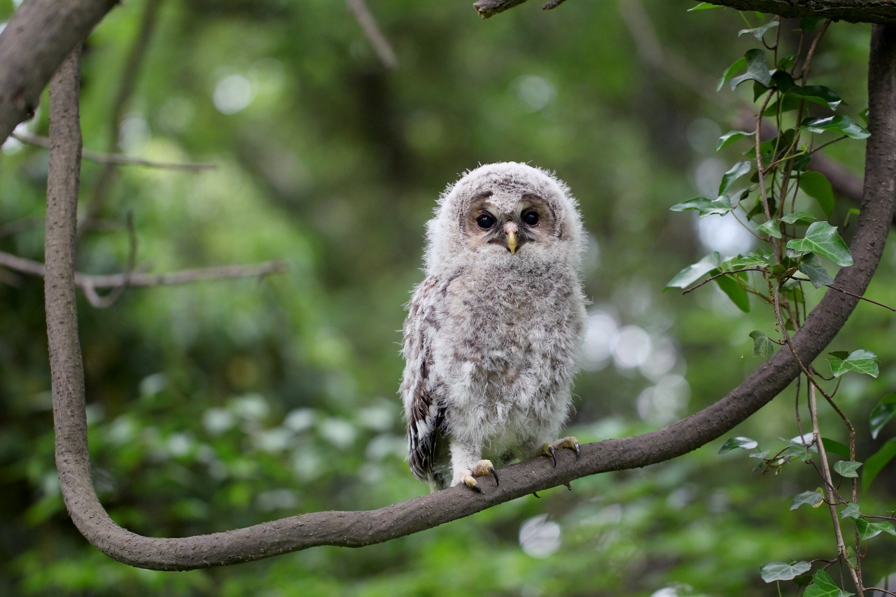 可愛いフクロウ幼鳥ー４ ｔ ｈの野鳥写真