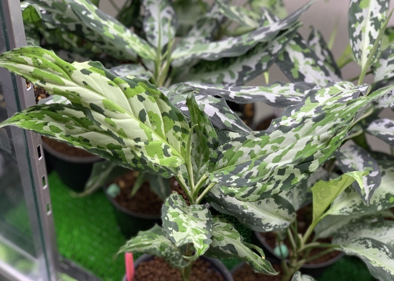 LA 便Aglaonema pictum天照（La0318-03R）の交配株 Yahoo!オークション - Aglaonema pictum tricolor &#34 天照&#34