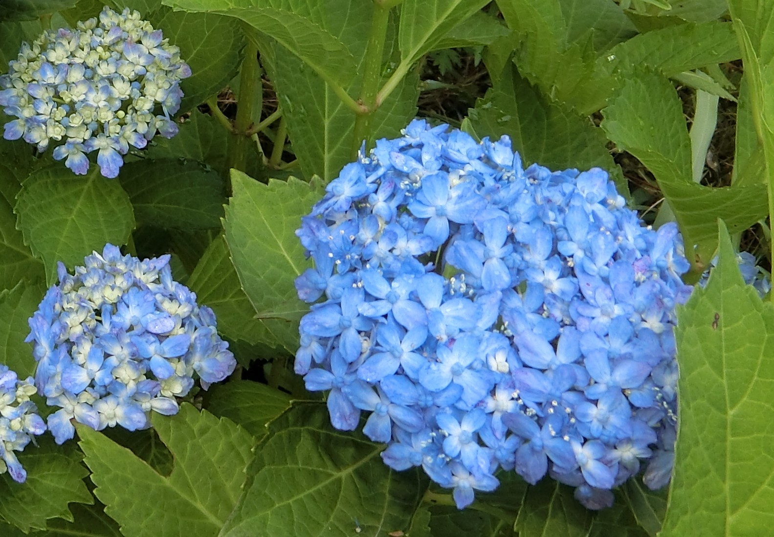 アジサイ 有松 ありまつ公園 緑区周辺そぞろ歩き