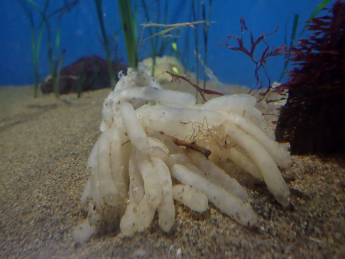 アオリイカの卵（葛西臨海水族園）_b0355317_21251260.jpg