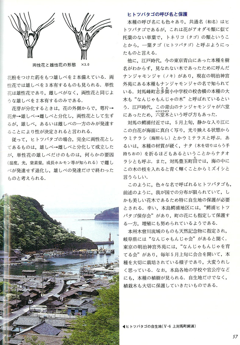 ■東四国三県の旅──3000種の植物の宝庫「牧野植物園」も_d0190217_10353725.jpg