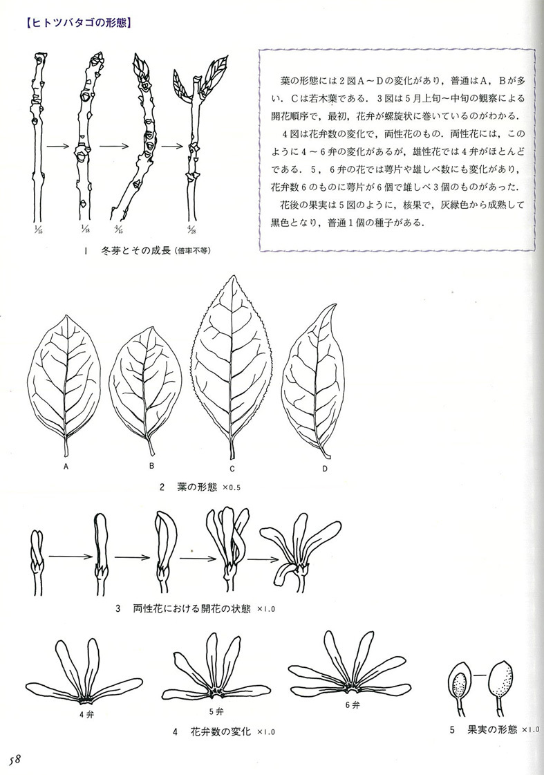 ■東四国三県の旅──3000種の植物の宝庫「牧野植物園」も_d0190217_10354790.jpg