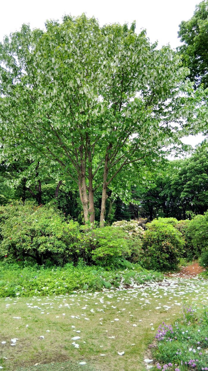 足の踏み場も無い落花狼藉現場(^^;・・・5月22日の赤城自然園(3)_a0031821_20222768.jpg