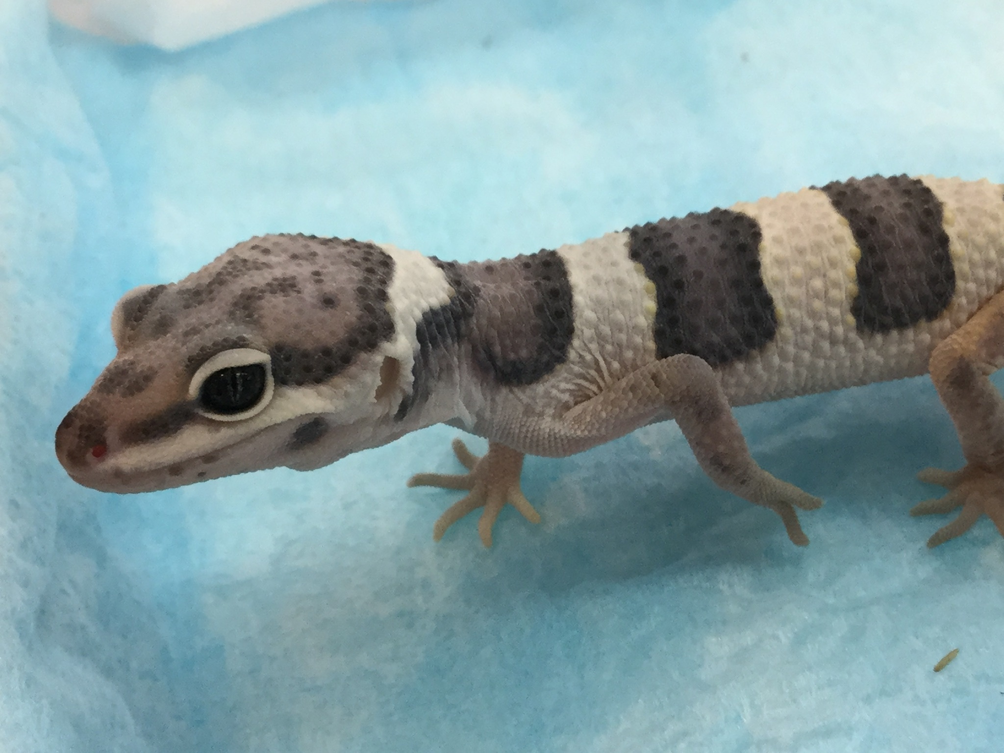 レオ様ご確認用です。極上芸、斑入りマユハケオモト ヒョウモントカゲモドキ ノーマル - アニマルまめお