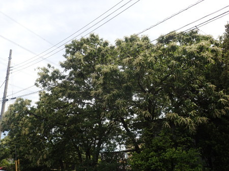 2021年5月下旬 埼玉県北部久喜市 拙宅周辺の虫たち_c0353632_07124921.jpg