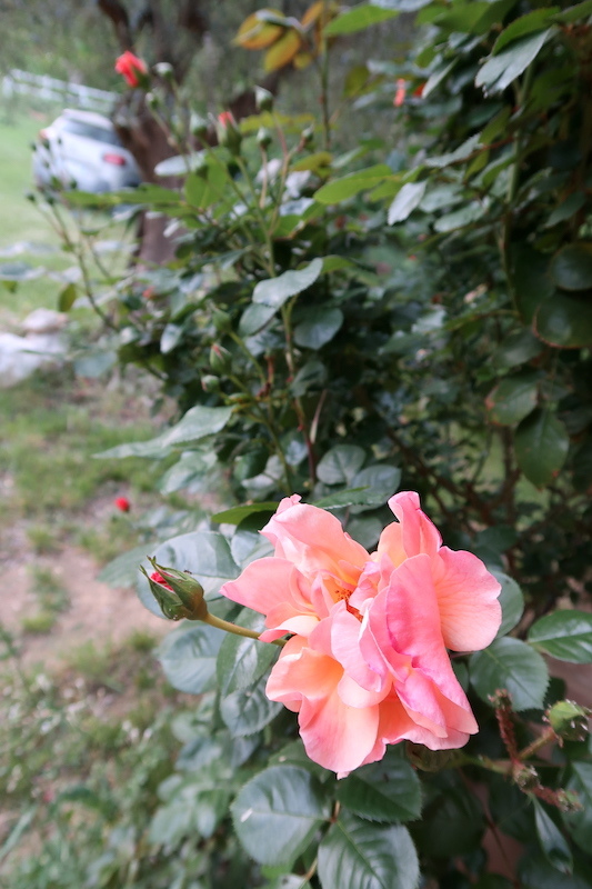 ミジャーナでバラがきれいに咲いてます_f0234936_05411274.jpg