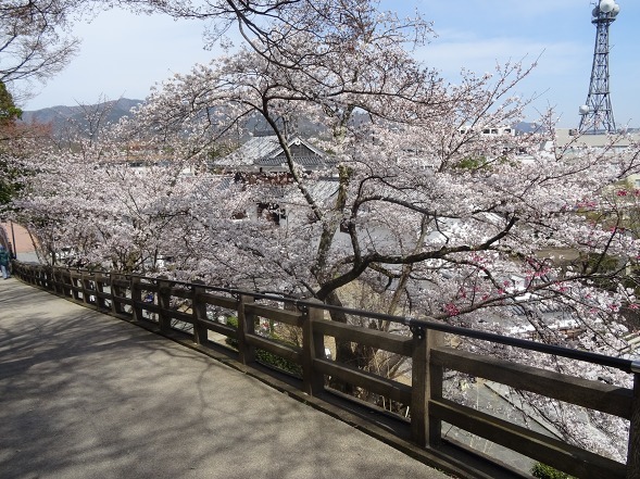 福知山城の桜_b0299042_13110523.jpg