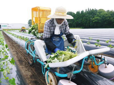 熟成サツマイモ(からいも)令和6年の最終出荷は6月下旬!数量限定販売中!次の収穫へ向け植え付け作業も終了しました!(後編)_a0254656_18263238.jpg