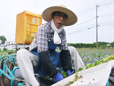 熟成サツマイモ(からいも)令和6年の最終出荷は6月下旬!数量限定販売中!次の収穫へ向け植え付け作業も終了しました!(後編)_a0254656_18595087.jpg