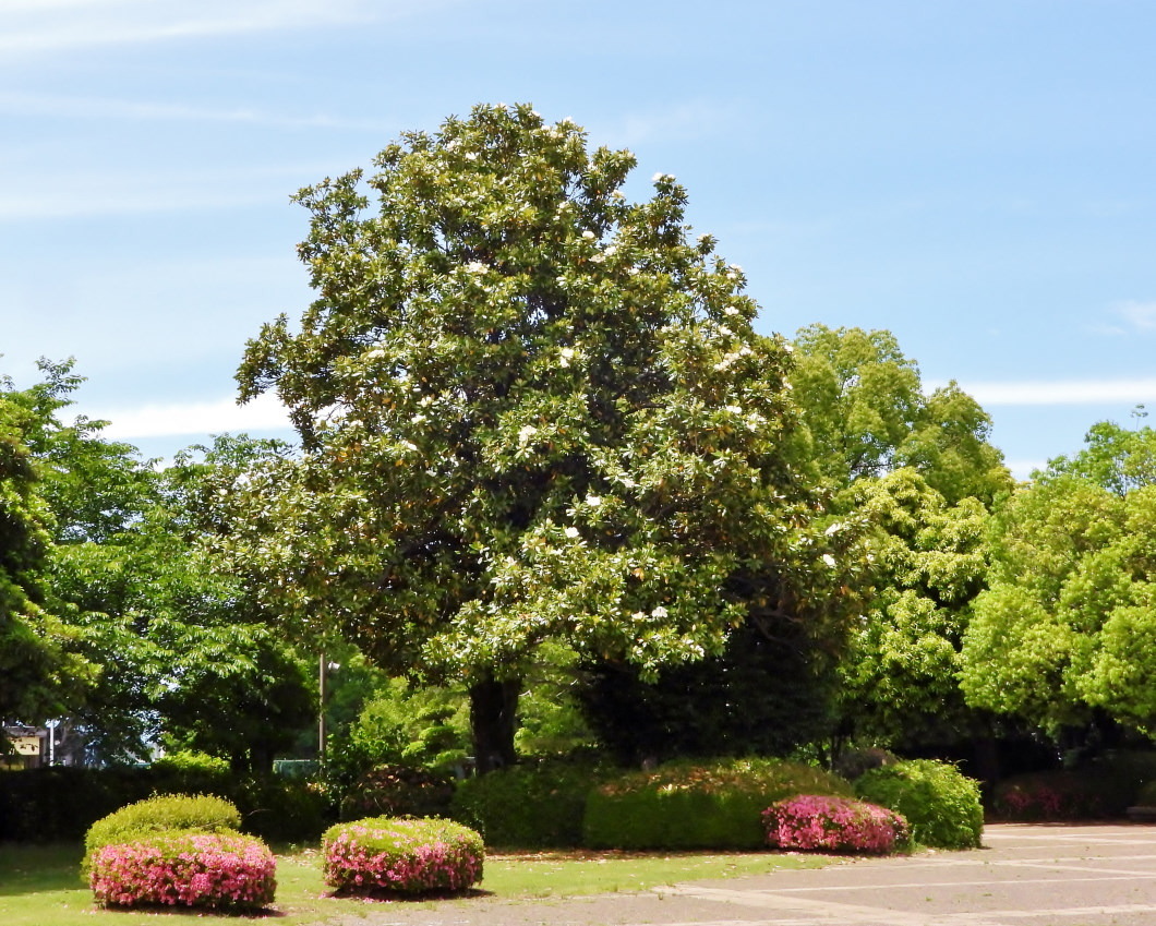 タイサンボクの花を撮りに_c0305565_17094907.jpg