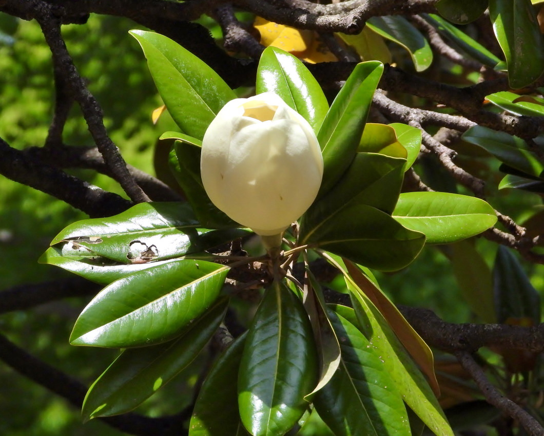 タイサンボクの花を撮りに_c0305565_17102260.jpg