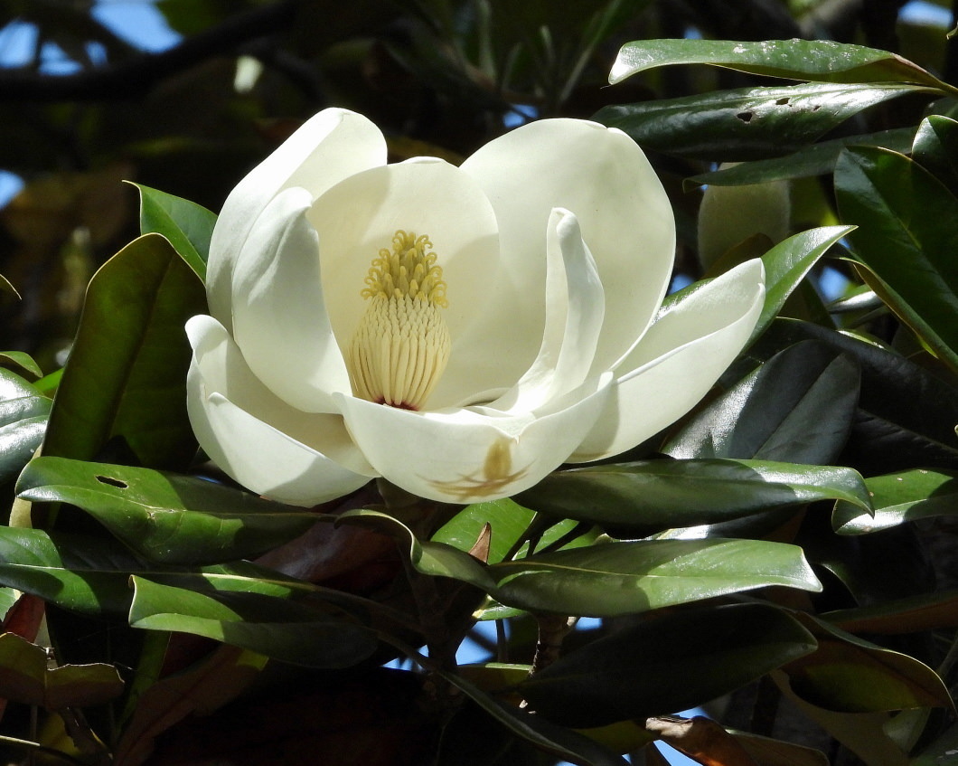 タイサンボクの花を撮りに_c0305565_17140410.jpg