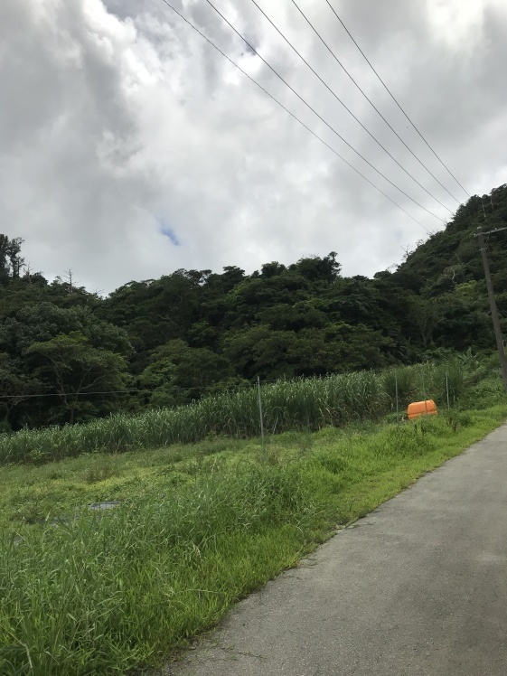 沖縄 サンシャインファーム_b0034072_14394750.jpg