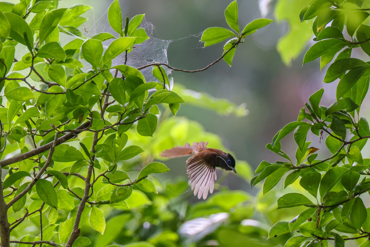 サンコウチョウ♀_a0052080_21143128.jpg