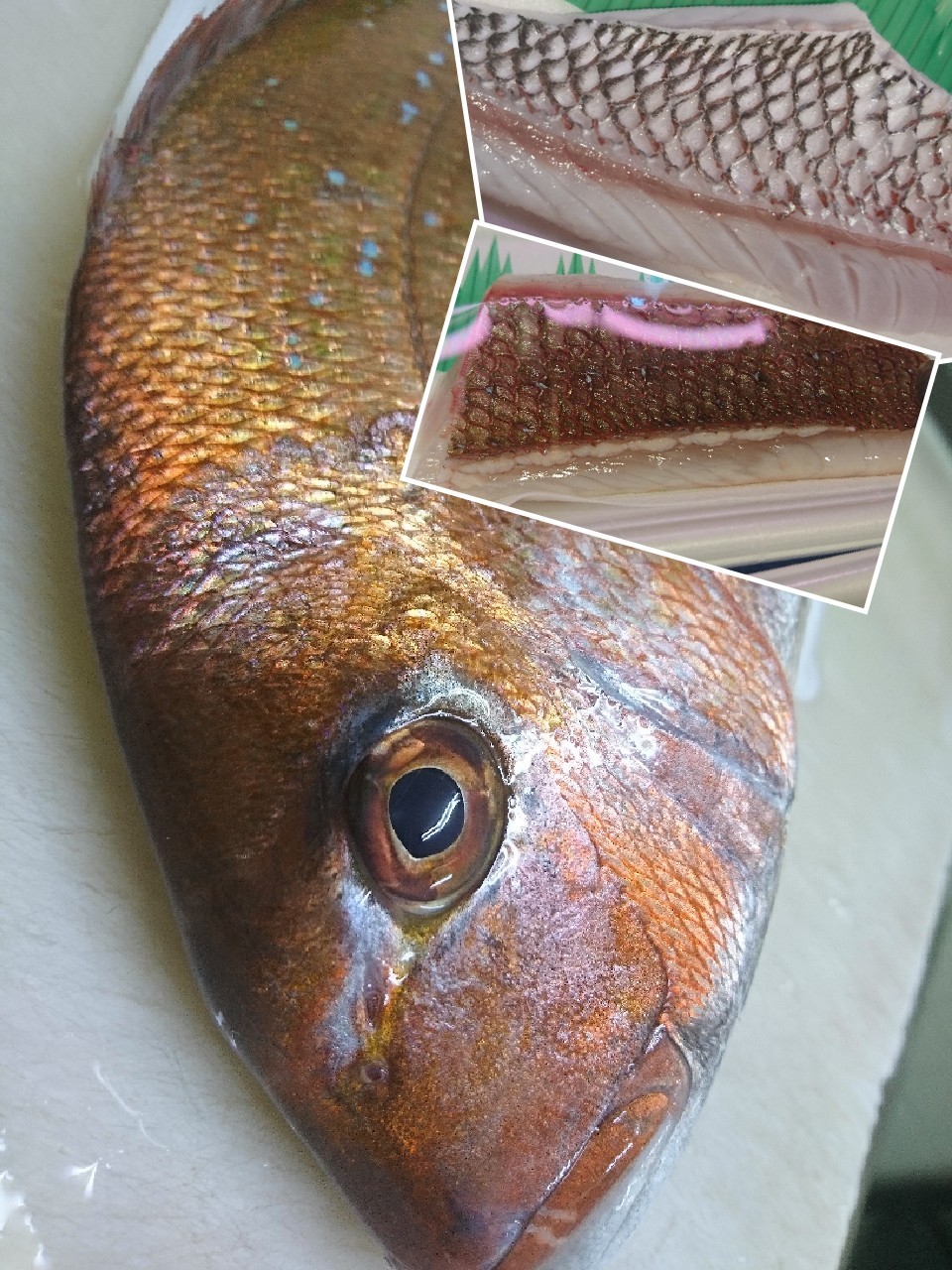 スポーツ アウトドア 野球 ソフトボール バットケース 5 6本入れ サイズ 長さ93 径18cm 香水 コスメ等 カラー ダークネイビー バットケース 5 6本入れ バットケース ゼット アジュバン プロステイタス サイズ 長さ93 径18cm 25万商品以上取り扱い