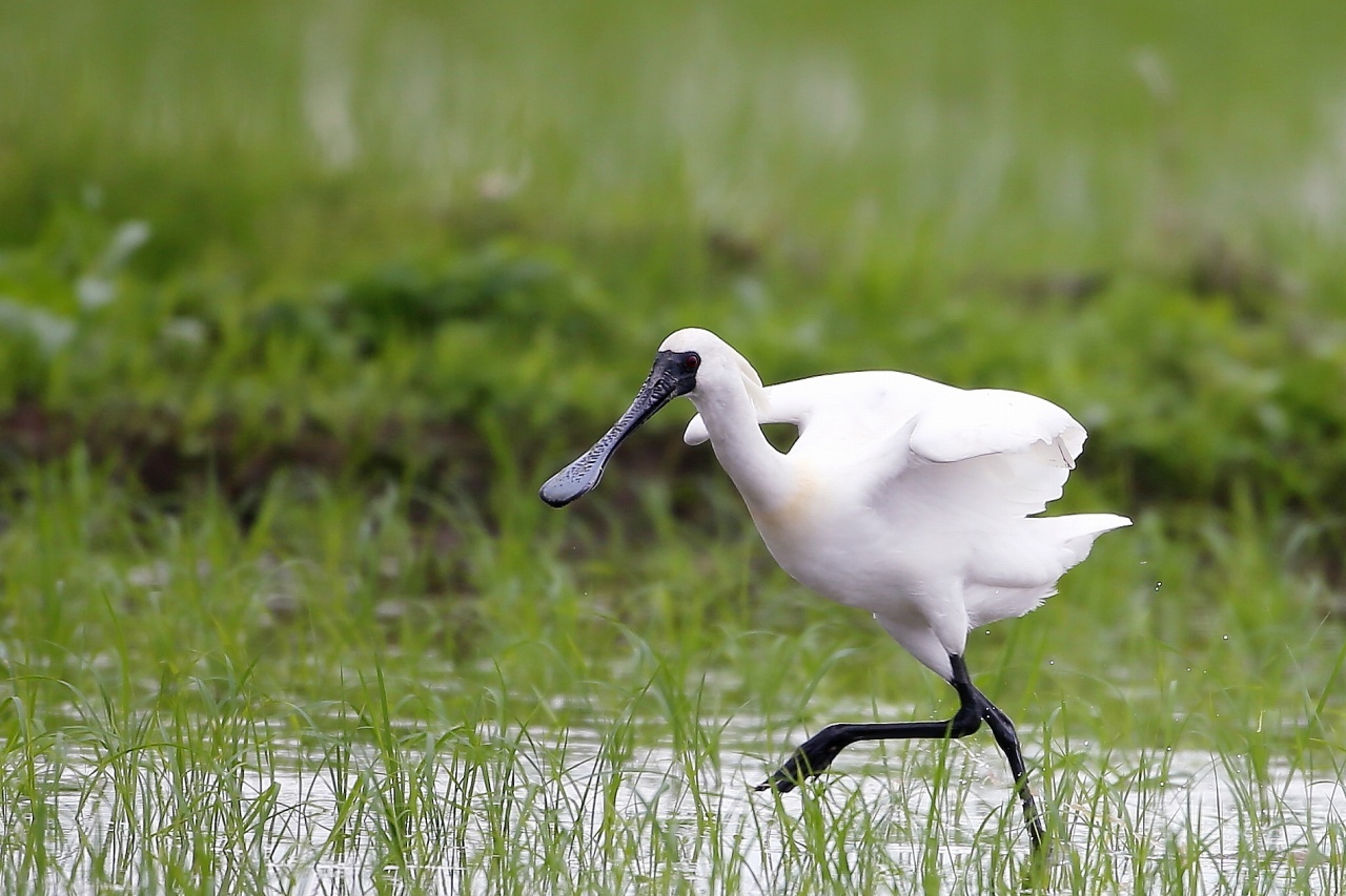 クロツラヘラサギの餌はザリガニ t hの野鳥写真 クロツラヘラサギの餌はザリガニ t hの野鳥写真