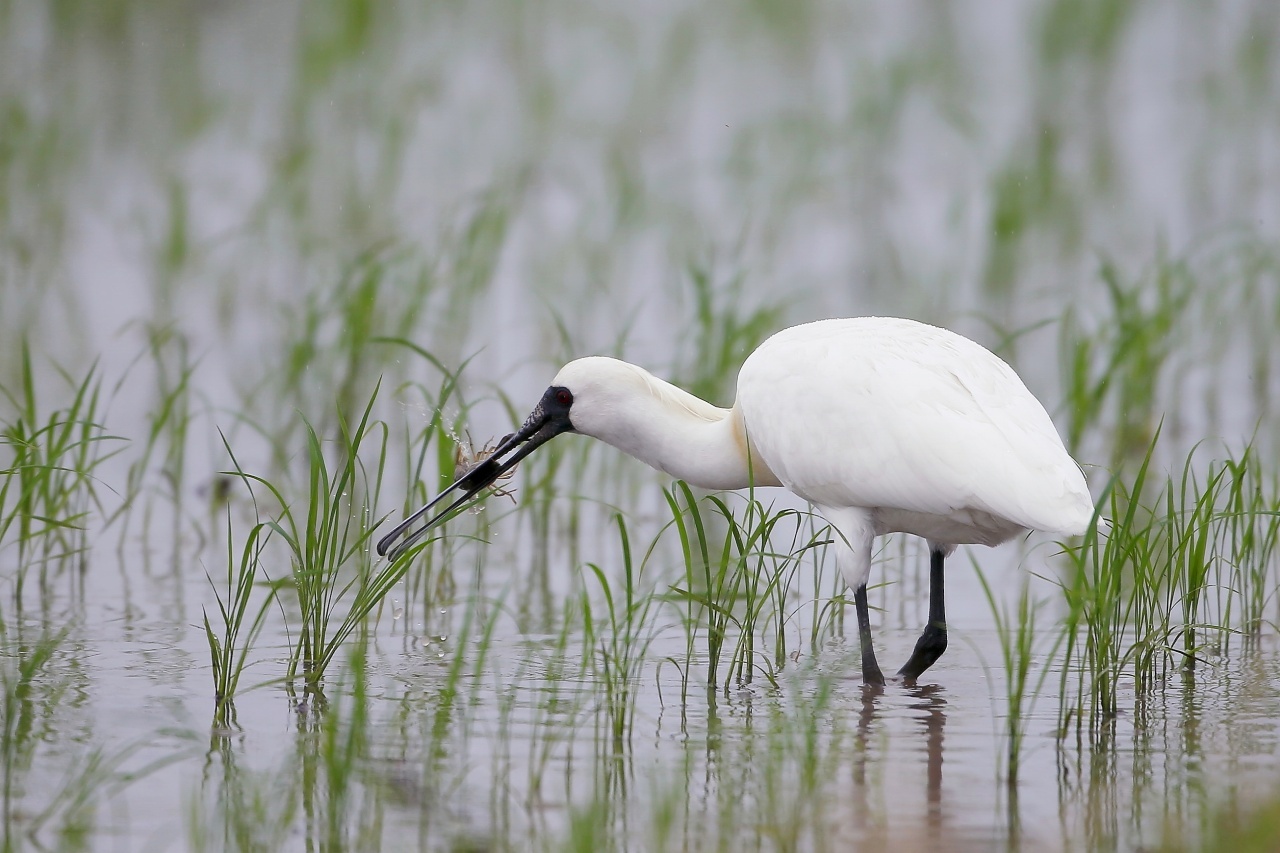 クロツラヘラサギの餌はザリガニ t hの野鳥写真 クロツラヘラサギの餌はザリガニ t hの野鳥写真