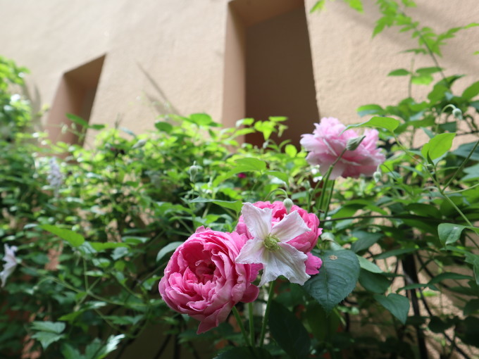 しゅみましぇぇぇぇぇ ん 今日は眠いので手抜きで あけの秘密の花園 しゅみましぇぇぇぇぇ ん 今日は眠いので手抜きで あけの秘密の花園