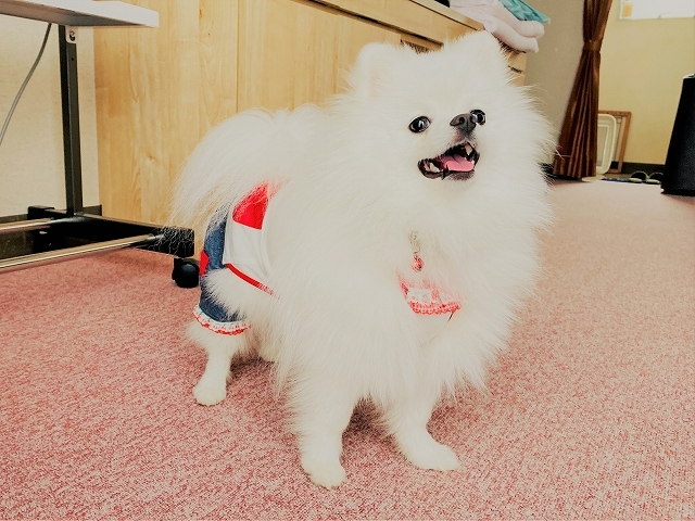 記念すべき、初めての、アレ_d0360206_20044240.jpg