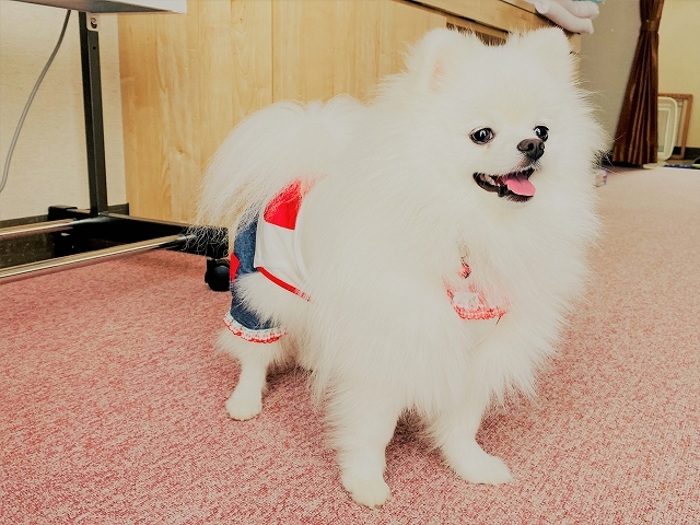 記念すべき、初めての、アレ_d0360206_20045005.jpg