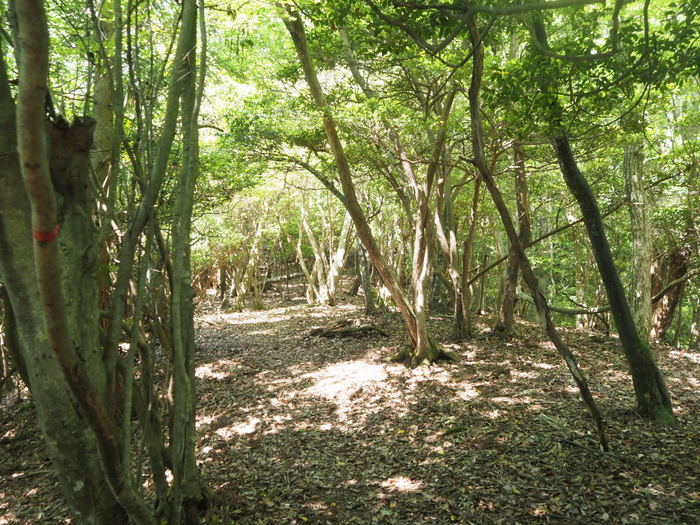 水越山登山_c0116915_00435992.jpg