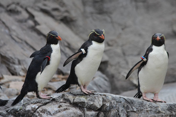 イワトビペンギンの華麗なるダイビング そして 大行進 葛西臨海水族園 続々 動物園ありマス