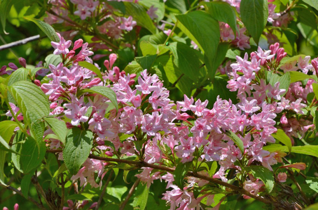 世界谷地湿原の花々を確認してきました_e0349817_20544049.jpg