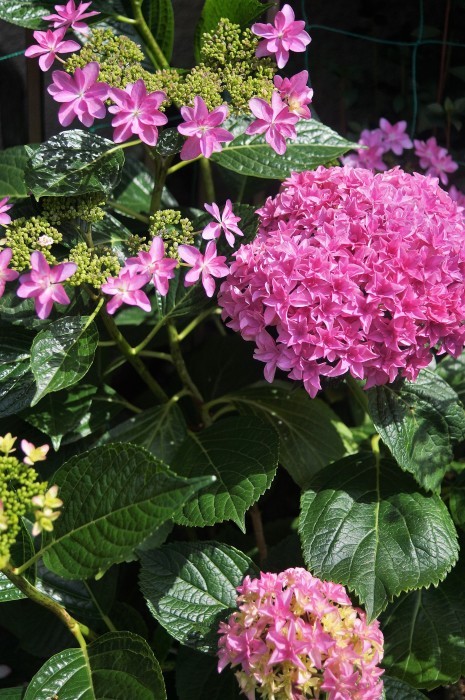 ■園芸【我が家の玄関先の鉢植えの色々紫陽花】P-1_b0033423_01304445.jpg