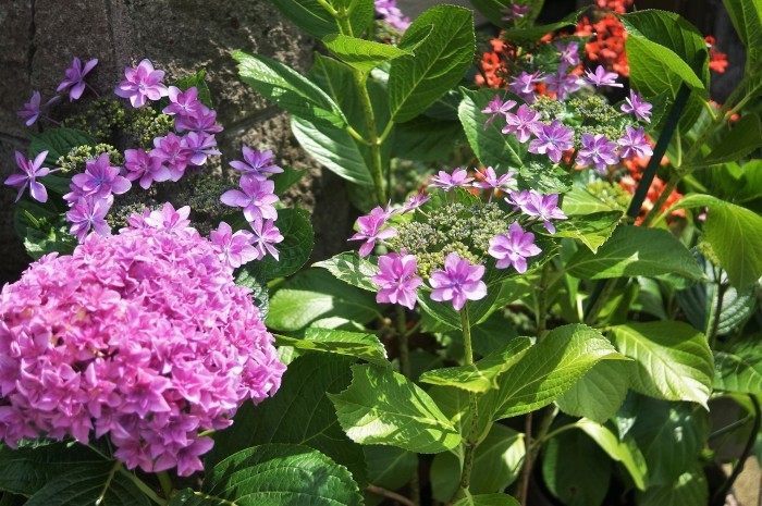 ■園芸【我が家の玄関先の鉢植えの色々紫陽花】P-1_b0033423_01313968.jpg