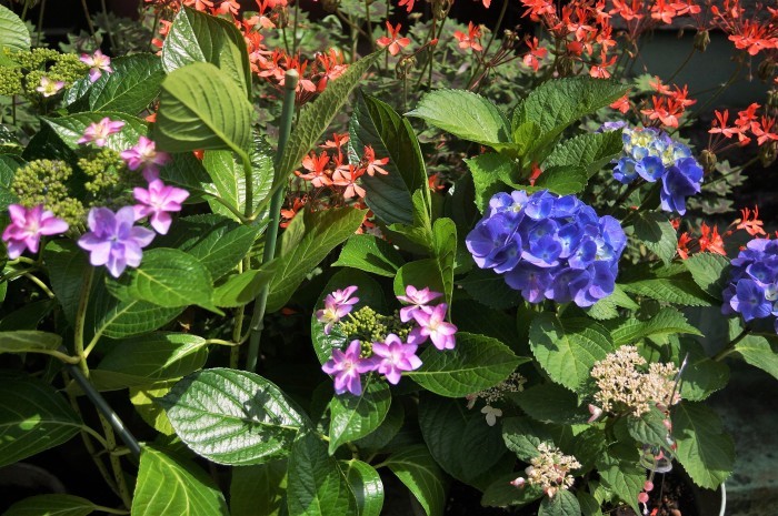 ■園芸【我が家の玄関先の鉢植えの色々紫陽花】P-1_b0033423_01323538.jpg