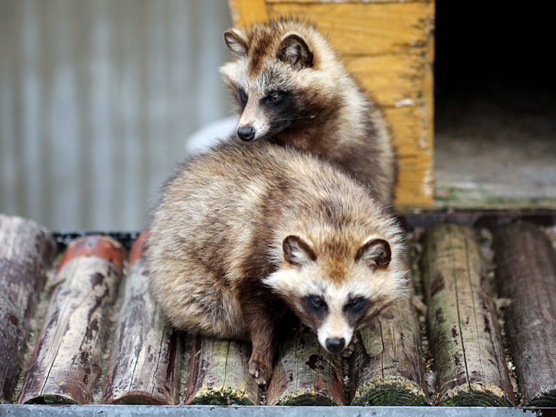 なかよしタヌキ : 動物園放浪記