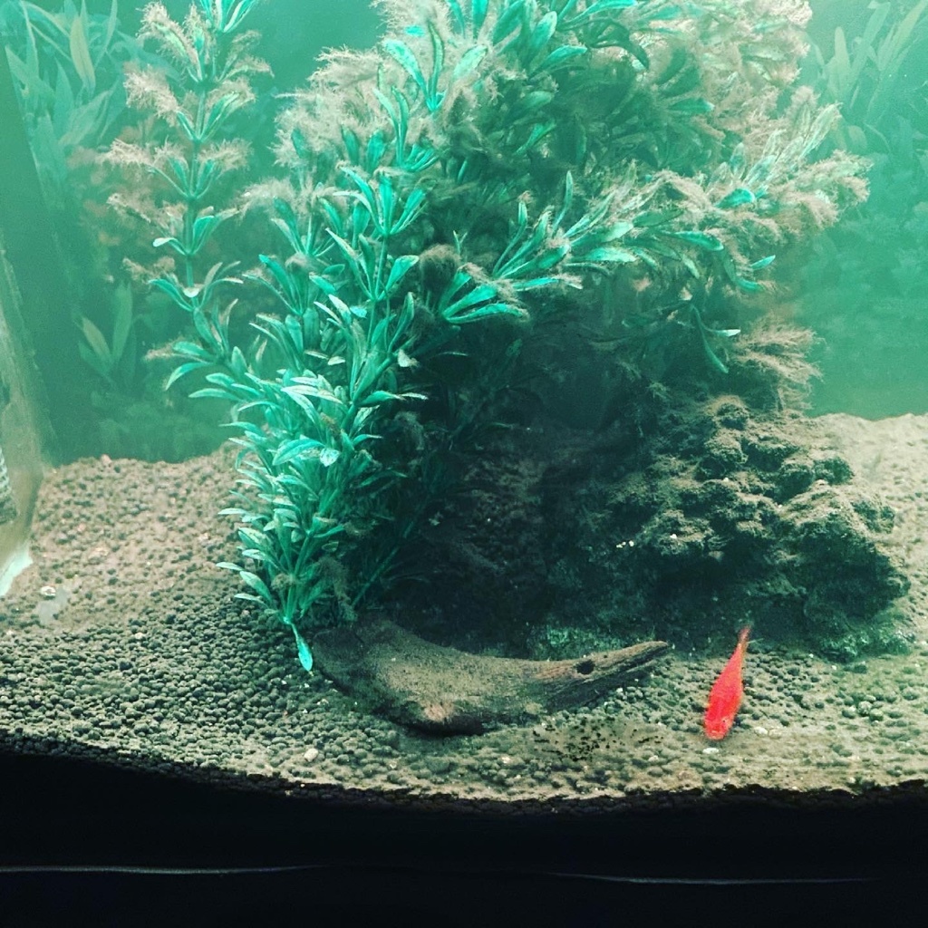 地震 その後 熱帯魚 の 水槽 を 掃除 I Cleaned Up My Fishtank After The Earthquake ベーシスト高橋竜奮闘記