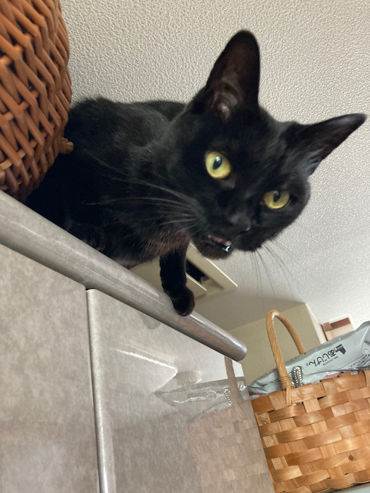 猫は高いところが好き いちじく日記 てんかんをご存知 猫は高いところが好き いちじく日記 てんかんをご存知